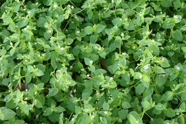 Stellaria media